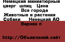 Немецкий миниатюрный(цверг) шпиц › Цена ­ 50 000 - Все города Животные и растения » Собаки   . Ненецкий АО,Варнек п.